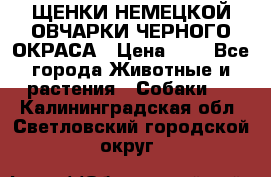 ЩЕНКИ НЕМЕЦКОЙ ОВЧАРКИ ЧЕРНОГО ОКРАСА › Цена ­ 1 - Все города Животные и растения » Собаки   . Калининградская обл.,Светловский городской округ 